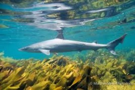 Soupfin shark also known as Vaalhaai