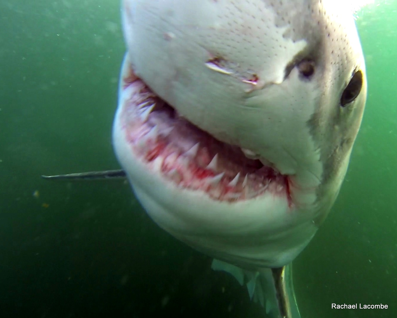 shark cage diving with GoPro