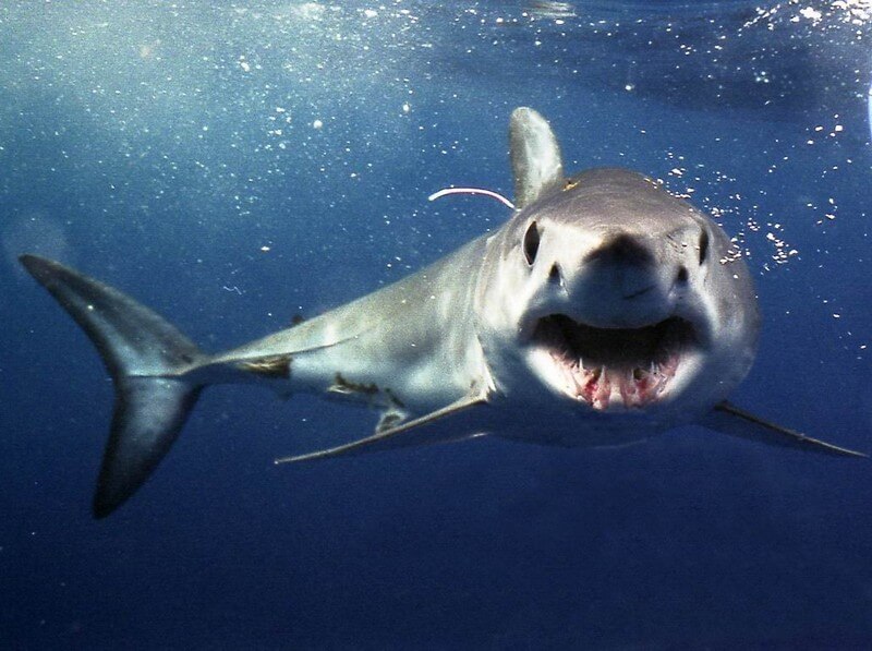 Shortfin Mako Shark with its mouth open, exposing its teeth