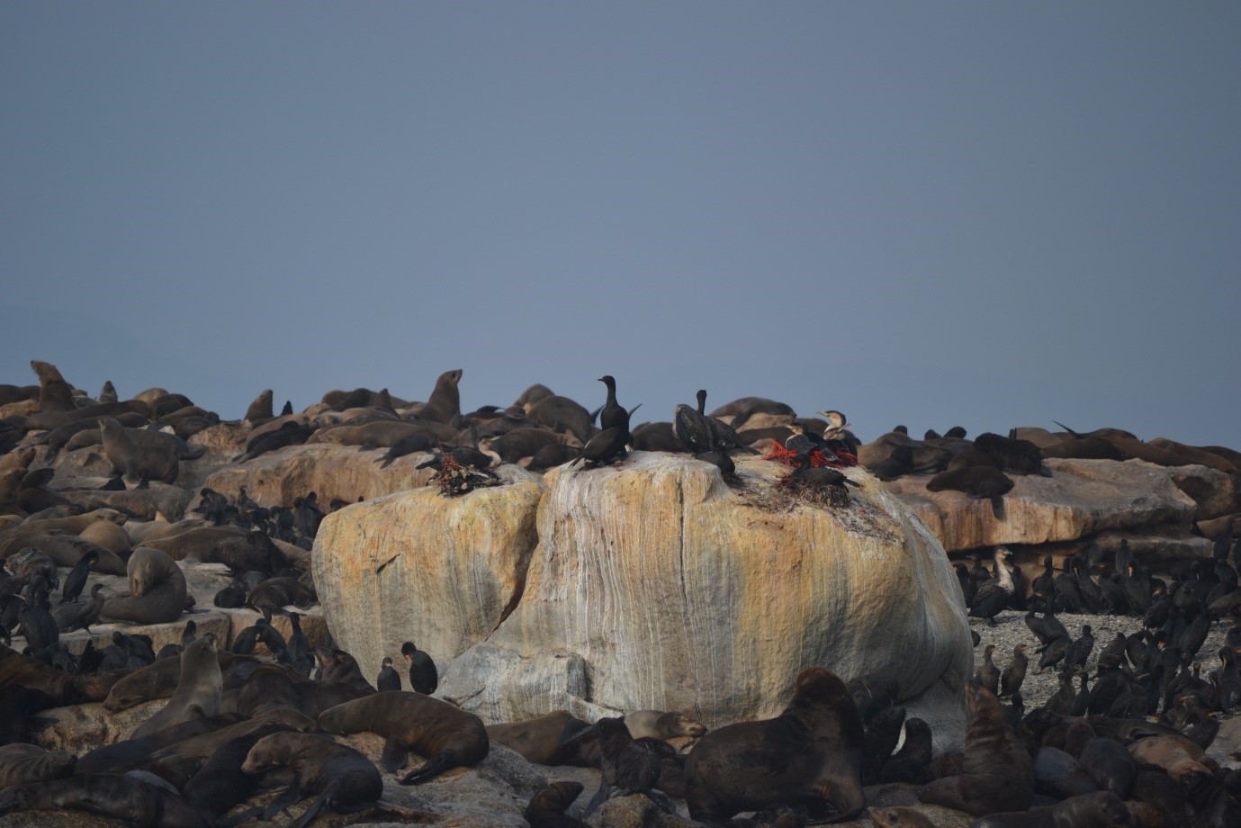 Bank Cormorants on Seal Island in False Bay