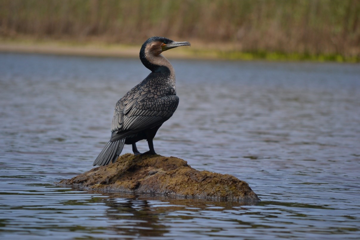 white breasted Cormorants standing on a rock