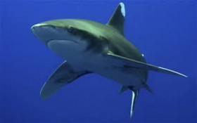 Whitetip reef shark