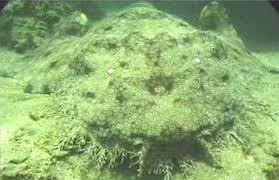 wobbegong