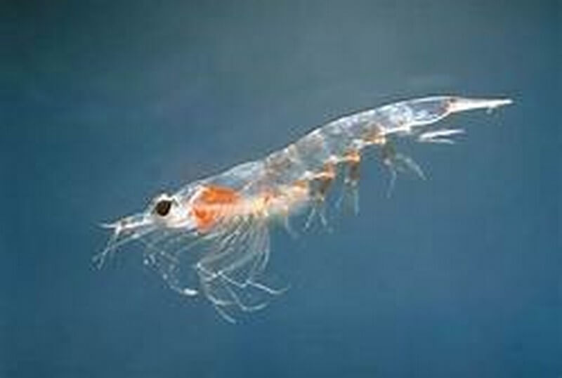 zooplankton