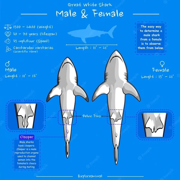 the difference between male and female sharks