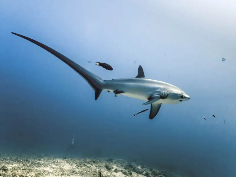 The most striking feature of the Thresher shark is its tail