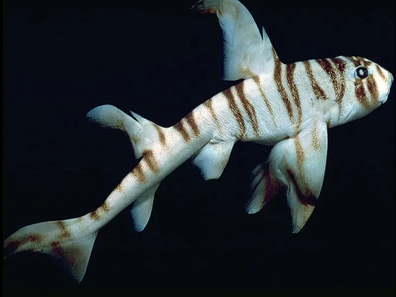 The Zebra Bullhead Shark, with its captivating black and white stripes allows for excellent camouflage, allowing the shark to blend into rocky reefs where it hunts for crabs, lobsters, and molluscs.