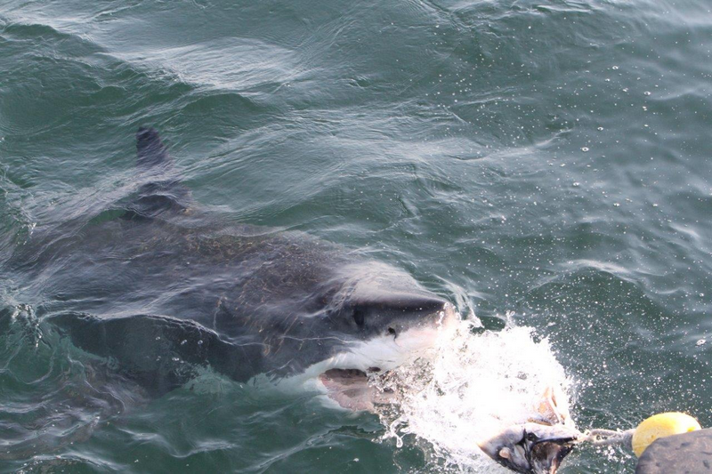 Great white shark coming to inspect bait line