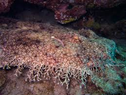 Tasselled wobbegong