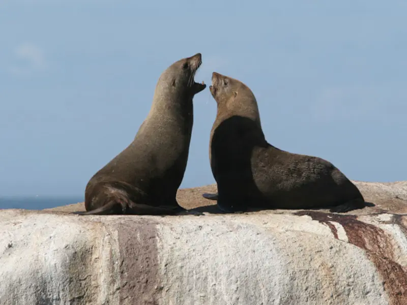 Cape Fur Seals are very social creatures and often fight for territory