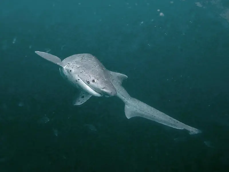 A Broadnose Seven Gilled Cow Shark seen on our shark cage diving trips in Cape Town