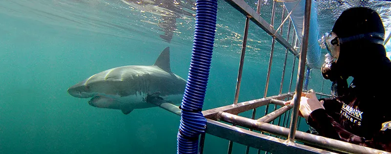 a diver viewing sharks from the safety of the shark cage