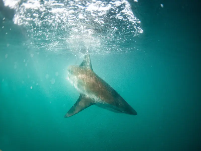 A Bronze Whaler shark gracefully gliding past on a shark cage diving adventure