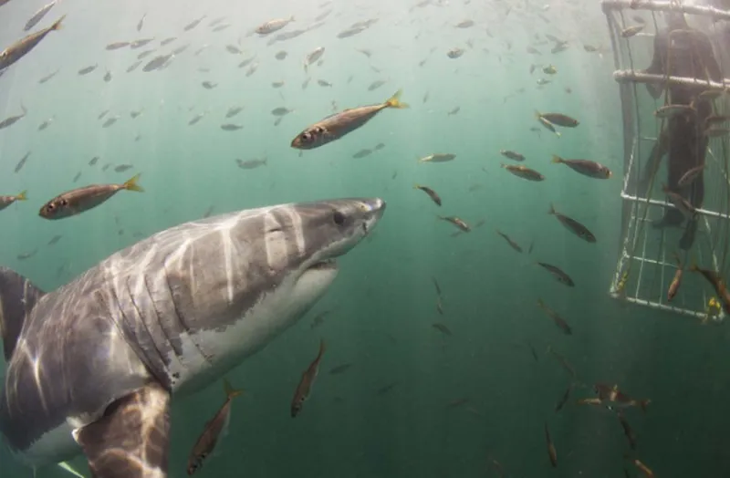 Shark Cage Diving in False Bay Cape Town