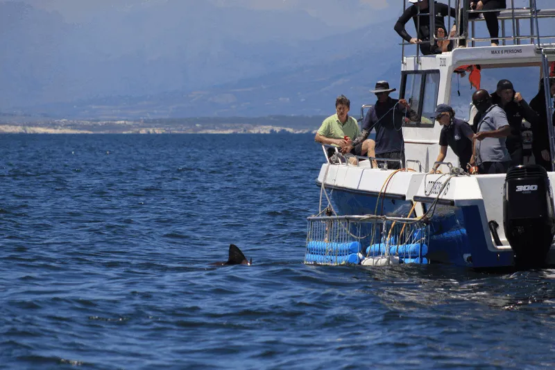 Shark diving with Bronze Whaler sharks with African Shark Eco-Charters